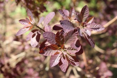 Cotinus coggygria 'Royal Purple' - ruj vlasatá - listy (1)